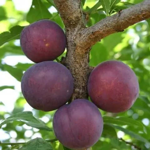thumbnail for publication: Cultivo de ciruelas en Florida